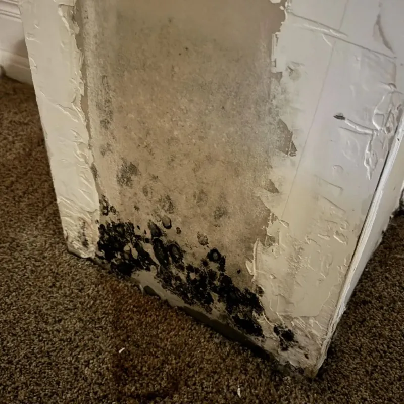 Professional Mold Removal in Ashburn, GA